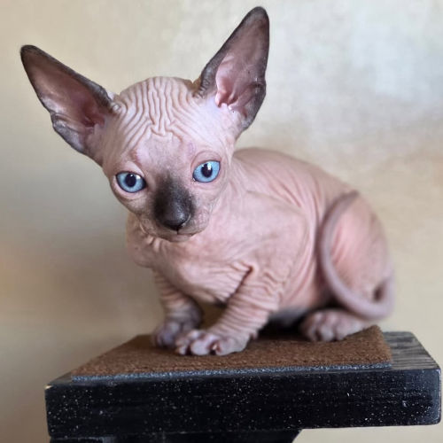 coffee brown toy poodle